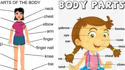 body parts vocabulary  pictures body parts english worksheet  kids esl printable