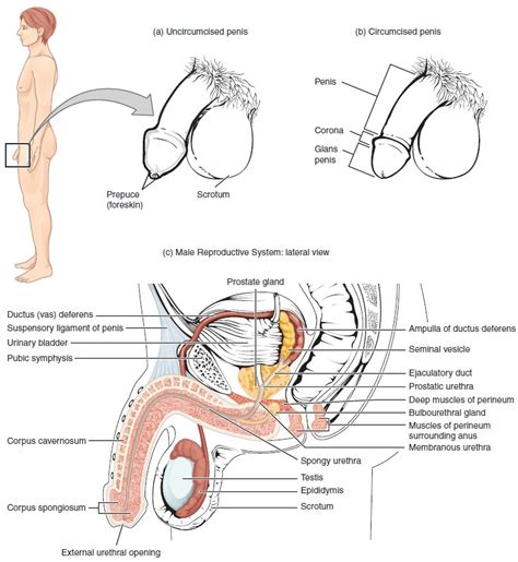 anatomy and physiology of the male reproductive system