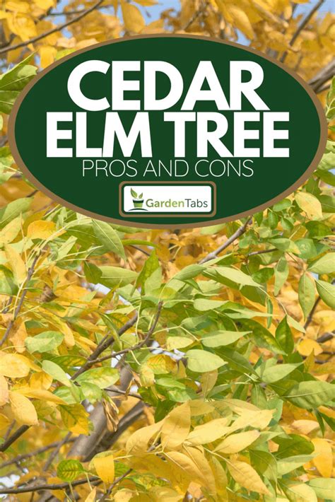 Cedar Elm Tree Pros And Cons