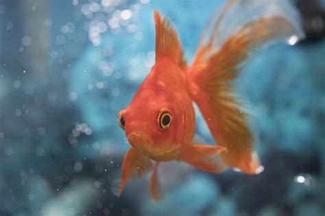 classic goldfish names   pet