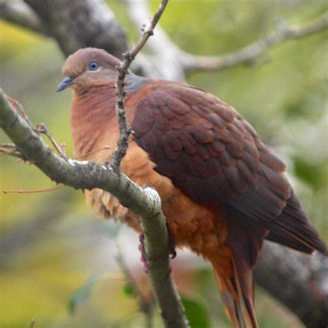 brown cuckoo dove
