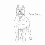 Corso Cane Dog Drawing Breeds Dogbreedslist Drawings List sketch template