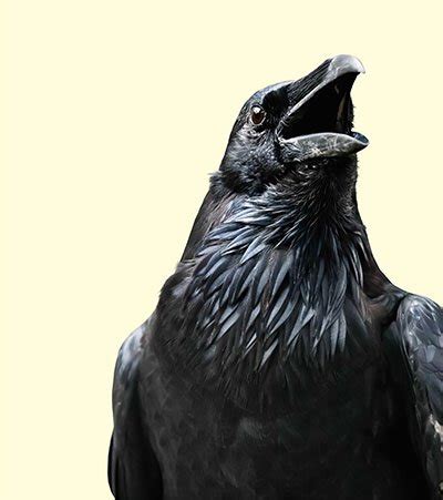 raven mavens kids answers