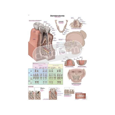 dental anatomy anatomical chart