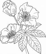 Cochlospermum Vitifolium Colorare Hierba Buttercup Fico Pages Supercoloring Belida Disegno Colorironline Pobarvanke Poppy Kolorowanki sketch template