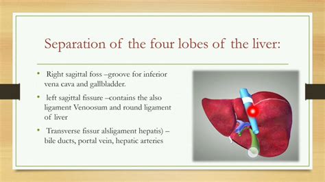 lobs  liver  lobe  liver anatomy  relations youtube