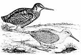 Woodcock Etc Clipart sketch template