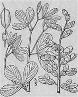 Indigo Baptisia Wild Flora sketch template