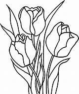 Tulip Coloring Drawing Pages Printable Kids Clip Clipart Tulips Awesome Line Flower Flowers Pencil Print Spring Outline Drawings Color Cartoon sketch template