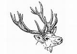 Coloring Deer Doe Stag Large Edupics sketch template