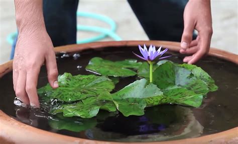 grow water lilies   bowl video  whoot water lilies