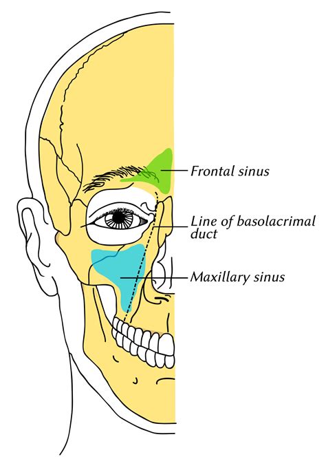 maxillary sinus wikipedia