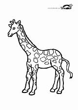 Print Giraffe Krokotak Colour Colouring Activities sketch template