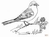 Sparrow Coloring Chipping Pages Designlooter Sparrows Popular 1162 74kb sketch template