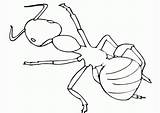 Insect Coloring Ant Kids Pages Outline Library Clipart Noir Blanc Fourmi Dessin Et Comments Books sketch template
