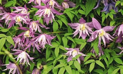 How To Grow Spring Flowering Clematis Gardening Advice The Guardian