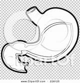 Stomach Outline Coloring Illustration Rf Royalty Clipart Lal Perera sketch template