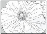 Georgia Coloring Keeffe Pages Printable Getcolorings Color Getdrawings sketch template