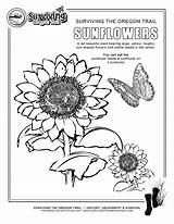 Sunflower Coloring Seed Worksheet Color Clipart Pages Sunflowers Sheets Preschool Plant Worksheets Seeds Kids Oregon Library Drawing Trail Cursive Tall sketch template