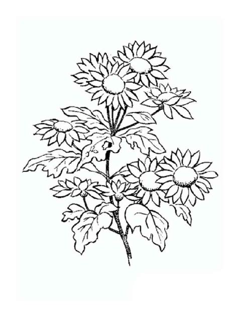 daisy flower coloring pages   print daisy flower coloring pages