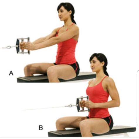 seated close grip row {10 to 12 reps} by 𝔻𝕖𝕤𝕖𝕣𝕥 𝔽𝕠𝕩🦊 🌟 exercise how