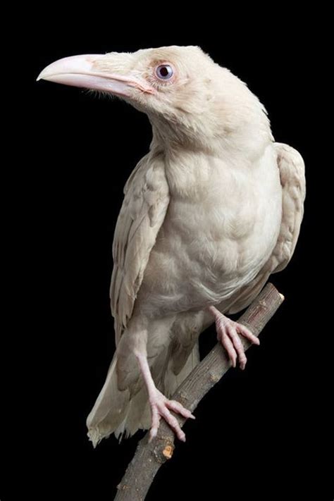 list   rare albino animals pics   zeldzame dieren kraai vogels