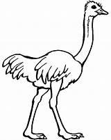 Ostrich Coloring Pages Kids Printable Colouring Drawing Emu Preschool Clipart Ostriches Color Animal Cartoon Drawings Cartoons Toddlers Animals Bird Kindergarten sketch template