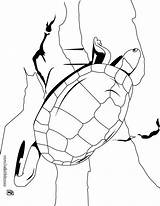 Tortoise Coloring Tartaruga Aldabra Ausmalen Designlooter Schildkr Griechische Hellokids sketch template