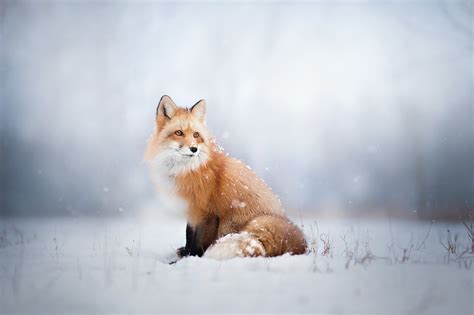 fox animals snow wallpapers hd desktop  mobile backgrounds