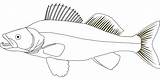 Walleye Pike Freshwater Fishing Picpng Zander Detiru 1803 sketch template