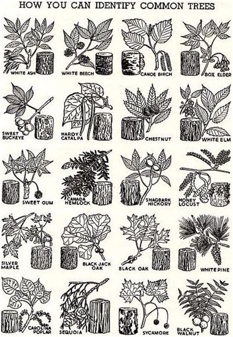 images  forestry tree identification  pinterest nature apps  poster