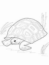 Tortoise Coloring Desert Getcolorings Getdrawings sketch template