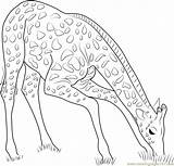 Giraffe Coloring Grass Eating Drawing Pages Color Coloringpages101 Getdrawings Getcolorings sketch template