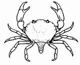 Sideways Crab sketch template