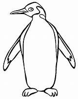 Pinguin Colorat Planse Penguins Desene Penquin Educative Trafic Designlooter sketch template