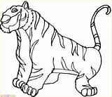 Harimau Mewarnai Tigre Hewan Zoo Kolase Colorare Animais Tygrysy Marimewarnai Herbivoros Besar Tygrys Disegni Kolorowanki Tigres Kolorowanka Tk Cubs Coloriages sketch template