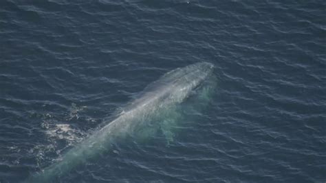 blue whale   whales