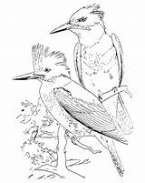 Bird Kingfisher Belted Designlooter sketch template