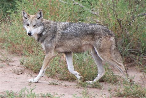 feds  release wolves  state objections effort  high speed access  nm schools