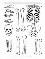 Skeleton Skeletal Human System Body Kids Coloring Cut Pages Model Outs Science Printable Paper Students Drawing Learning Bones Preschool Systems sketch template