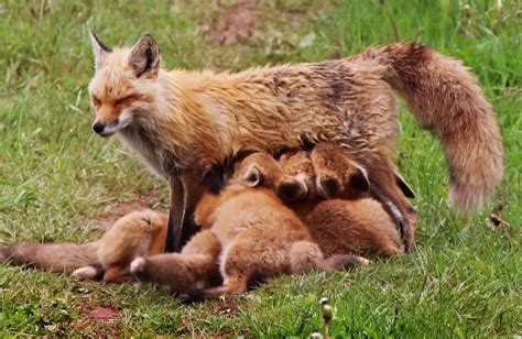foxy facts 8 things to know about p e i foxes cbc news