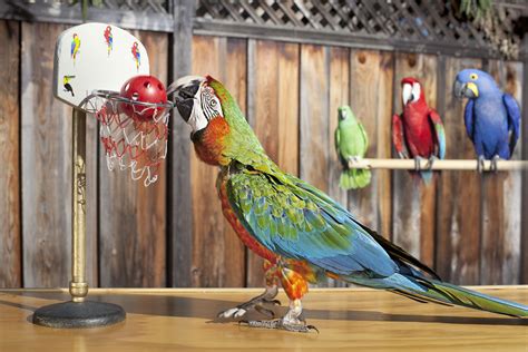 zac  san jose parrot holds  record   slam dunks   parrot  photo