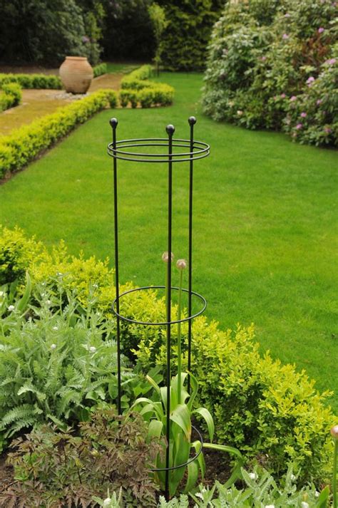 tall circular wire plant support burncoose nurseries plants  mail order direct