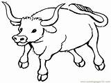 Bull Coloring Pages Print Kids sketch template
