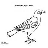 Birds Myna Bird Coloring Common Category sketch template