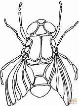 Fliege Mouche Kolorowanka Mucha Ausmalbild Rysunek Insect Owad Dzieci Supercoloring Horsefly Kategorien sketch template