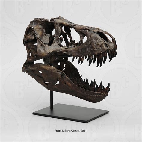 tyrannosaurus rex stan  scale fossil replica articulated bone