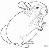 Chinchilla Coloring Pages Getcolorings Chinchillas Color Getdrawings Categories sketch template