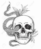 Snake Skull Tattoo Drawing Skeleton Coloring Getdrawings Schlange Pinnwand Auswählen sketch template