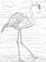 Flamingo Flamant Ausmalbilder Rose Flaming Flamingos Fenicottero Colorare Malvorlage Kolorowanki Bestcoloringpagesforkids Disegni Supercoloring Kuba Rosso Dzieci Coole Drawings Malvorlagen sketch template